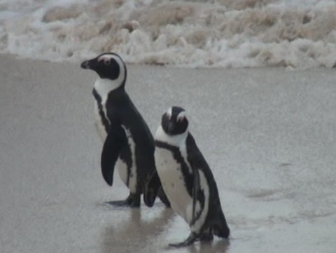 独家新闻：在开普敦见识非洲企鹅