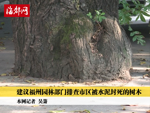 网民提案：排查市区被水泥封死的树