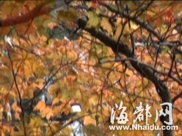 丹枫舞冬山 摄于德化杨梅乡