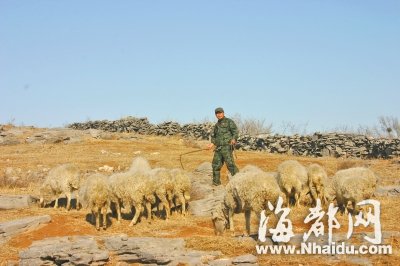 河南：白领放弃万元月薪上山放羊 两月下山一次