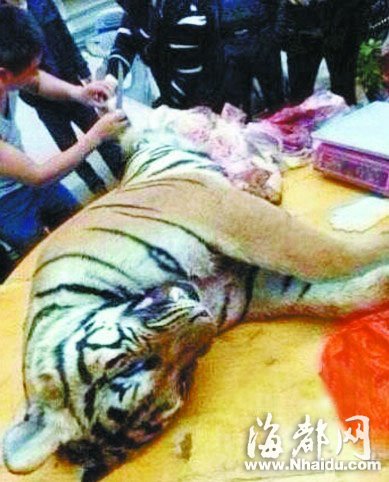 广东雷州近年10只老虎被屠宰 虎肉均价500元/斤