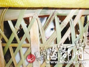 男子偷20余只猫欲卖饭馆做“龙虎汤”被刑拘