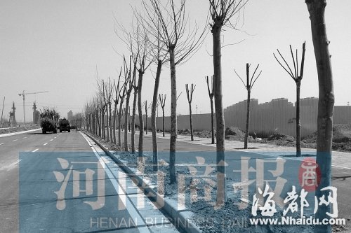 郑州：2公里路两侧种658棵法桐 市民调侃“种墙”(图)