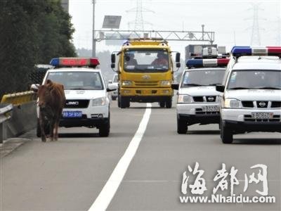 22省份取消“O”牌车 被指反增公众监督难度