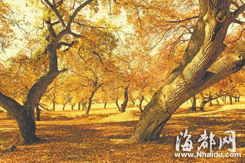 沈阳现400岁古枫树：树冠面积超200平米