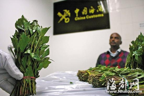 新型毒品“阿拉伯茶”国内蔓延 形似苋菜