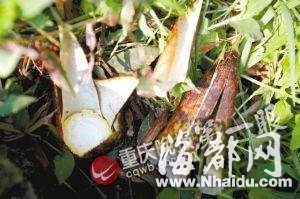 重庆景观竹笋遭疯狂盗挖 市民称不挖可惜
