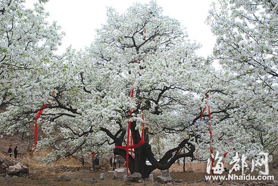 辽宁500岁梨树开花：树冠直径超40米 年产梨6千斤