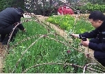 郑州一处小区公共绿地被种植罂粟花