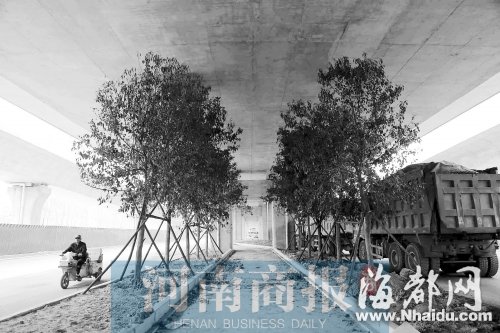 郑州在立交桥下种大树 树冠顶到桥底(图)