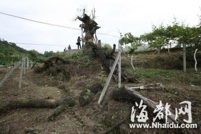 成都存活1350年树王死亡 村民曾凑钱抢救