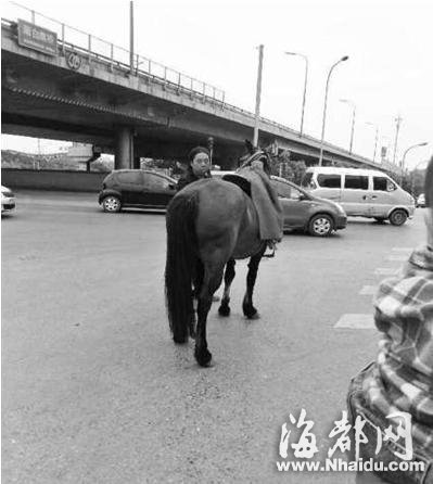 北京五环上演“马跑狗追” 众多私家车主帮围堵