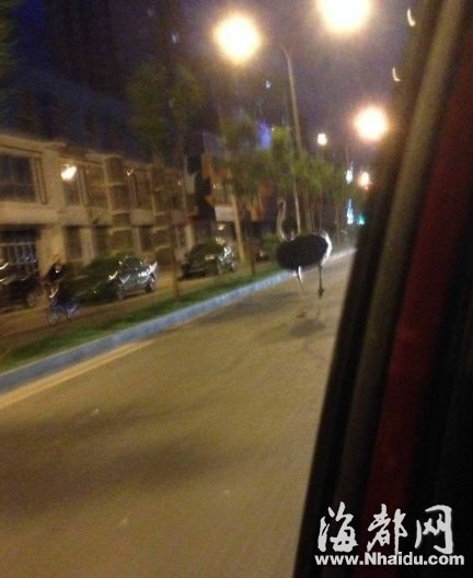 北京4只鸵鸟受惊上街遛弯 狂奔速度超汽车