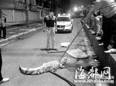 安徽：2.1米长非洲尼罗鳄爬上街头 与警察对峙