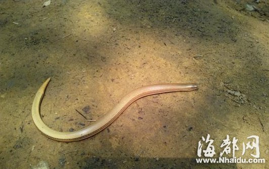 重庆首现濒危物种蛇蜥：属蜥蜴 无四肢似蛇