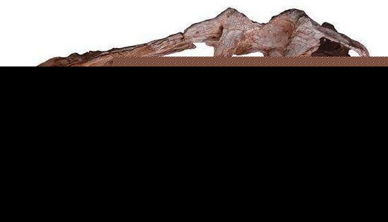 江西发现9米长新种类恐龙 命名“匹诺曹王”