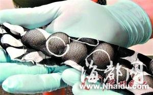 男子内裤中藏16枚珍稀鸟蛋欲走私被识破