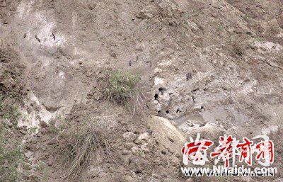 陕西：推土机摧毁上百燕子窝 众多雏燕被活埋