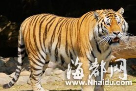 南宁一房地产商宰杀多只活虎 在家烤虎肉喝虎血酒