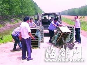 村民用MP3播放“求偶”鸟语 诱捕2万只野鸟