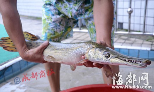 四川自贡鱼塘钓起满口利牙美洲食肉鱼