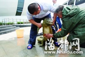 扬子鳄从饭店潜逃半年后落网 进水族馆咬伤同类