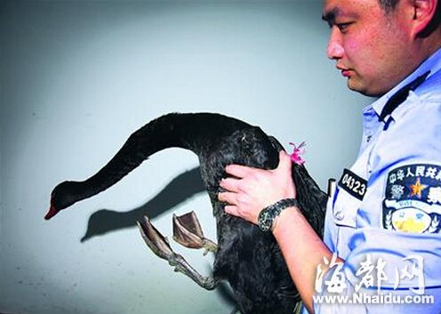 上海街头现澳洲黑天鹅 野保站：太胖飞着掉下来了