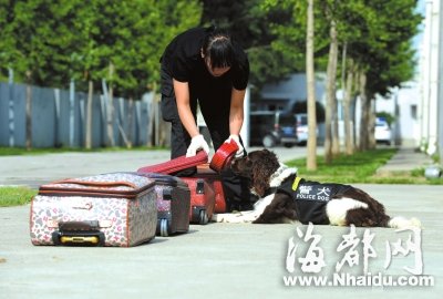 揭秘地铁搜油犬：遇见嫌疑人一声不吭蹲旁边