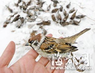 湖北抢食大米死亡麻雀已送检 官方:没说撑死