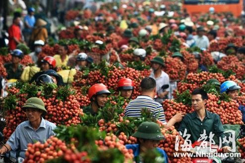 越南工商部号召全民吃荔枝 因出口中国遇阻