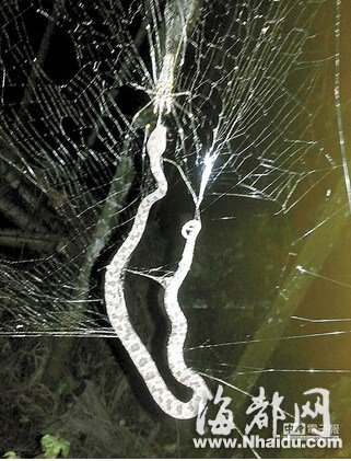 人面蜘蛛咬死大头蛇 蛇被缠蜘蛛网上10小时