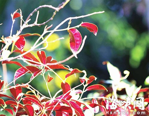 ▲台风影响我省，天空透亮，福州温泉公园里的红叶在阳光照耀下显得晶莹透亮