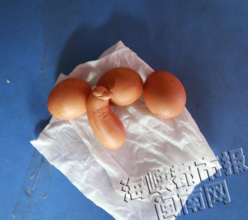 泉州母鸡生2厘米宽奇特蛋 外形细长像侧卧小狗