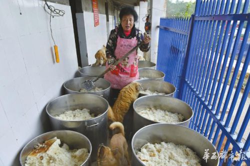 5000多只流浪猫狗每天要吃数百斤大米煮成的干饭。