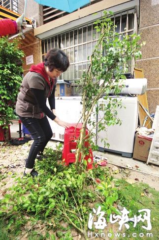 奇迹！漳州五岁小孩14楼坠落 小树苗救了他