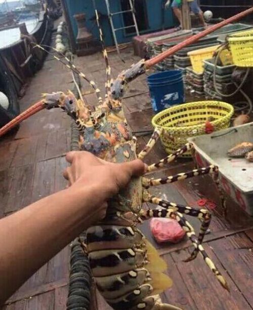 漳州渔船捕获罕见中华锦绣龙虾 曾卖60万天价(图)