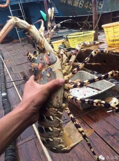 漳州渔船捕获罕见中华锦绣龙虾 曾卖60万天价(图)