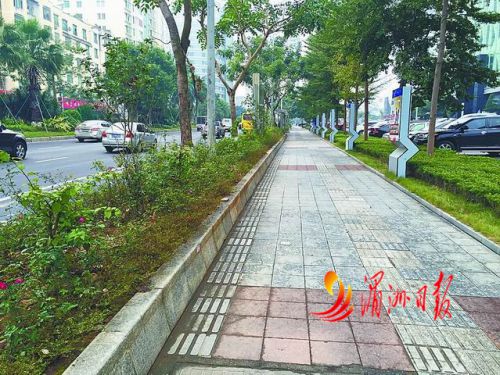 东圳路隔离带改造提升前