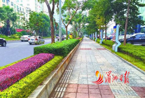 东圳路隔离带改造提升后设计图