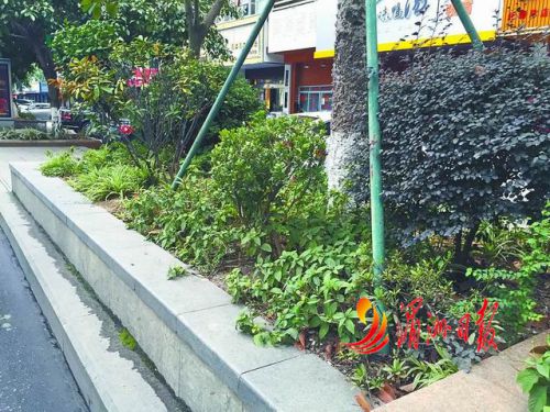 荔城大道花池改造提升前