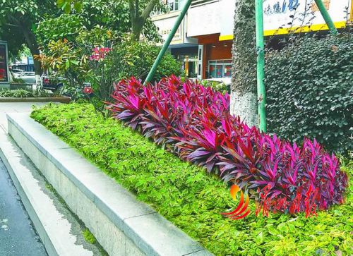 莆田市区部分主干道园林绿化提升方案出炉 邀市民献策