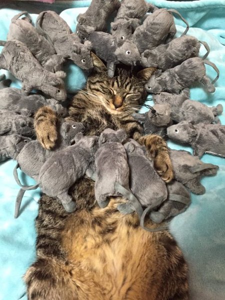 “也许这只猫咪正梦见被一群美味的老鼠包围而不愿醒来呢!”