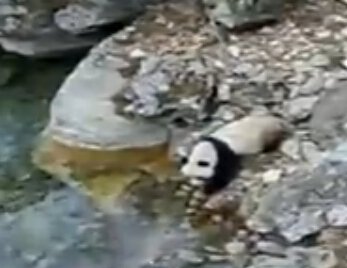 陕西村民拍下野生大熊猫喝水画面 身体摇摆似醉水