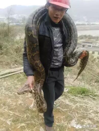 三明一工地现46斤超级大蟒蛇