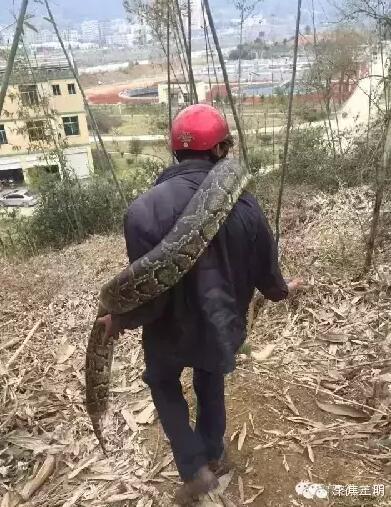 三明一工地现46斤超级大蟒蛇