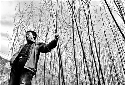 王先生想把十余万棵竹柳无偿捐赠出去，在谷雨节气之前把土地还给农民