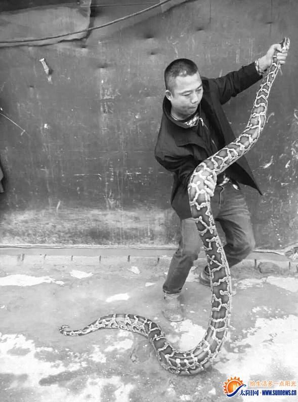 厦门天气放晴3.5米大蟒蛇爬出晒太阳 吓坏游客