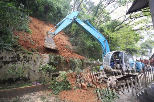 漳州第二技工学校倒下的树昨被清 仍留两疑问