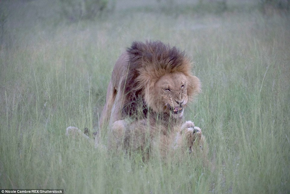动物界同性恋？摄影师非洲拍到雄狮“交配”画面