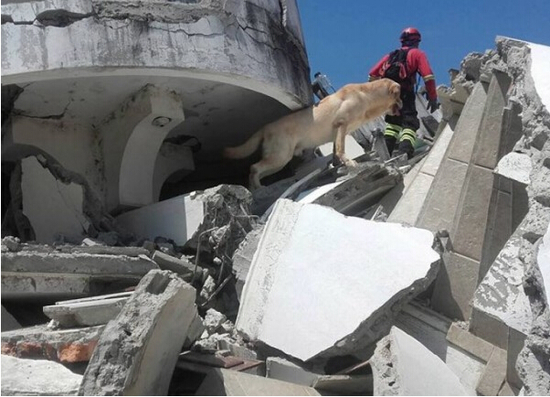 厄瓜多尔搜救犬4天救出7人 精力耗尽死亡